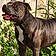 Dozer