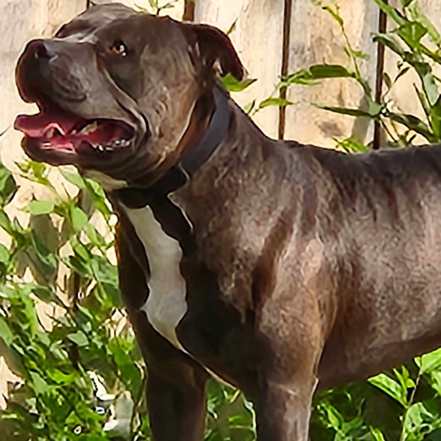 Dozer