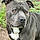 Dozer