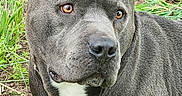 Dozer is registered to the contest to win money with this photo: alert, animal, brown_eyes, canine, closeup, dog, ears, expression, fur, grass, gray_coat, ground, mammal, nature, outdoor, pet, portrait, side_view, snout, white_chest