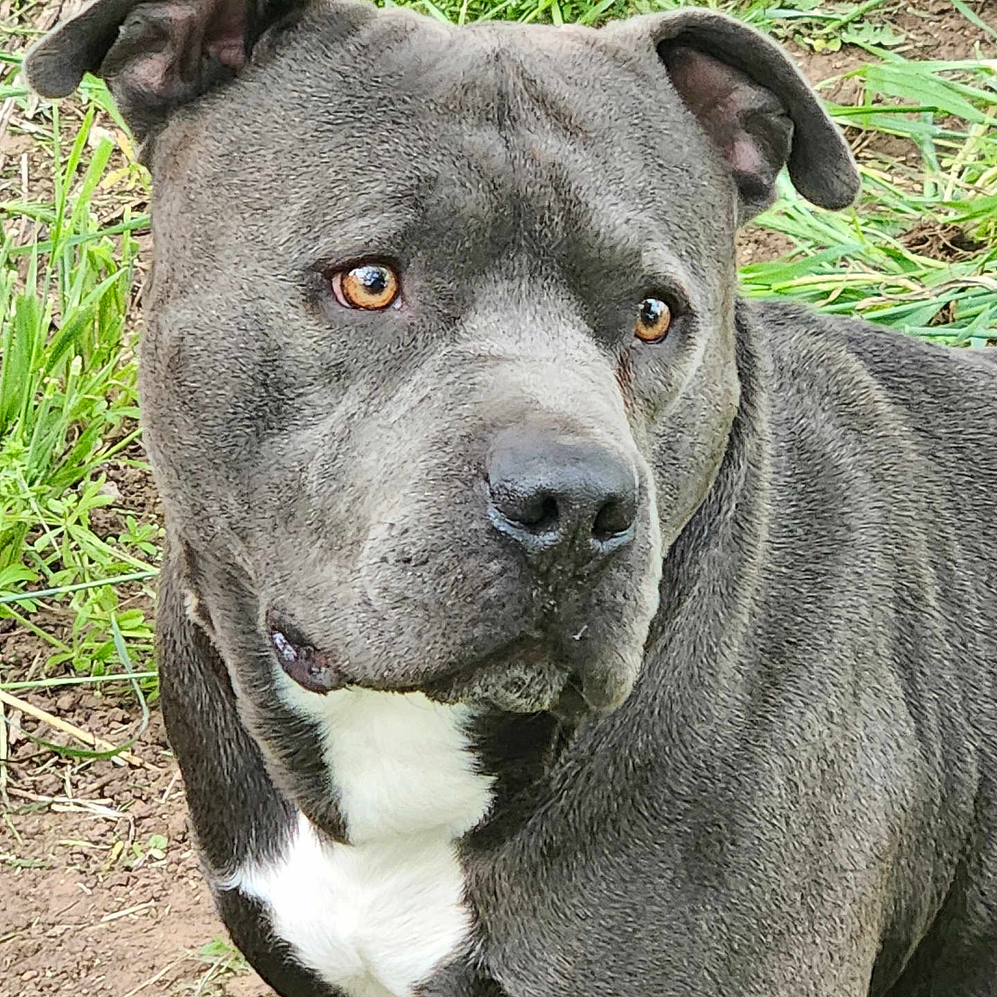 Dozer