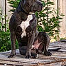 Dozer is registered to the contest to win money with this photo: animal, attentive, black_dog, canine, companion, daylight, dog, ears, fence, greenery, muscular, nature, outdoor, paw, pet, plants, sitting, tail, white_chest, wooden_platform