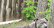 Dozer is registered to the contest to win money with this photo: alert, animal, brown, canine, collar, daylight, dog, ears, eyes, fence, grass, greenery, nature, outdoor, pet, standing, summer, tree, wood, yard