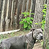 dog, outdoor, grass, tree, fence, pet, animal, canine, nature, yard, greenery, alert, standing, brown, wood, eyes, ears, collar, summer, daylight