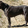 Dozer is registered to the contest to win money with this photo: alert, animal, black_dog, canine, collar, daytime, dog, earth, field, fur, grass, leash, mammal, nature, outdoor, pet, side_view, standing, sunlight, watchful