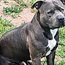 Dozer joined the competition — help win amazing prizes! dog, pitbull, gray_dog, white_chest, sitting, outdoor, grass, patchy_ground, canine, pet, animal, alert, ears, fur, muzzle, nature, daylight, portrait, closeup, companion