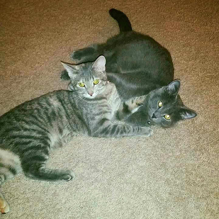 Elliot Karley joined the competition — help win amazing prizes! abyssinian, animal, ball, blackcat, brasssection, cat, couch, egyptiancat, furniture, horn, indoors, kitten, manx, musicalinstrument, person, pet, sleeping, sport, tennis, tennisball