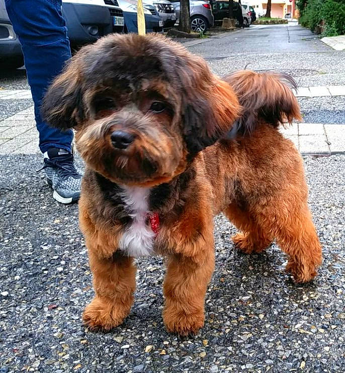 Paris a rejoint le concours — aidez-le/la à gagner de superbes lots ! bolonka, canidae, carnivore, cavapoo, companion_dog, dog, dog_breed, havanese, lhasa_apso, maltepoo, mammal, poodle_crossbreed, rare_breed_dog, schnoodle, shih_poo, sporting_group, terrier, tibetan_terrier, vertebrate, yorkipoo