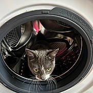 Taga participe au concours pour gagner de l'argent avec cette photo : appliance, cat, closeup, curious, domestic, door, exploring, eyes, face, fur, gray_cat, household, indoor, metal, pet, reflection, round, washing_machine, whiskers