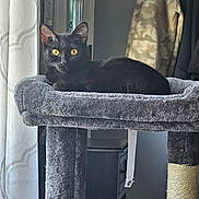 Binx joined the competition — help win amazing prizes! abyssinian, animal, blackcat, canine, cat, couch, crib, dog, dogbed, egyptiancat, furniture, infantbed, kitten, manx, pet