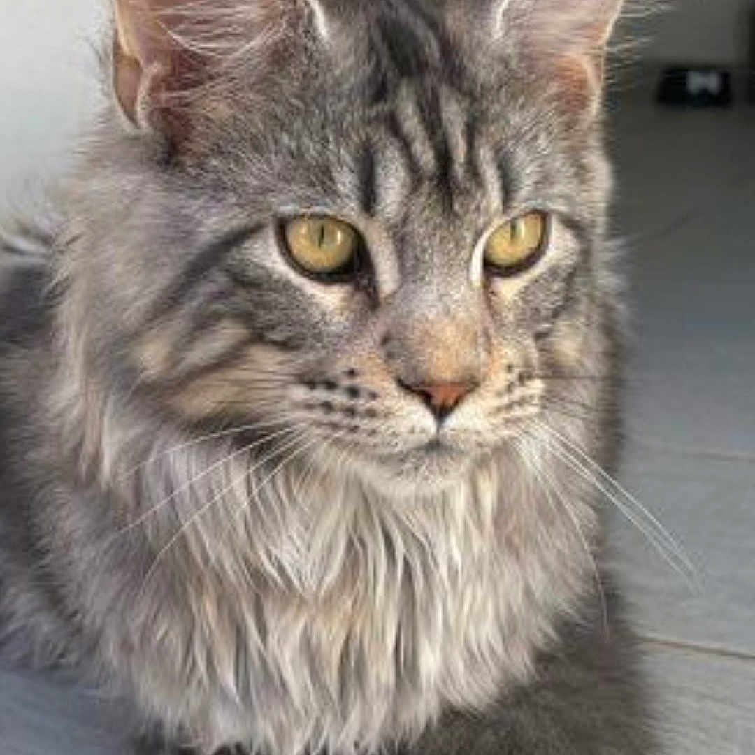 Aïko a rejoint le concours — aidez-le/la à gagner de superbes lots ! alert, animal, cat, close_up, cute, domestic_cat, ears, feline, fluffy, fur, indoor, mammal, paws, pet, portrait, resting, tabby, tiled_floor, whiskers, yellow_eyes