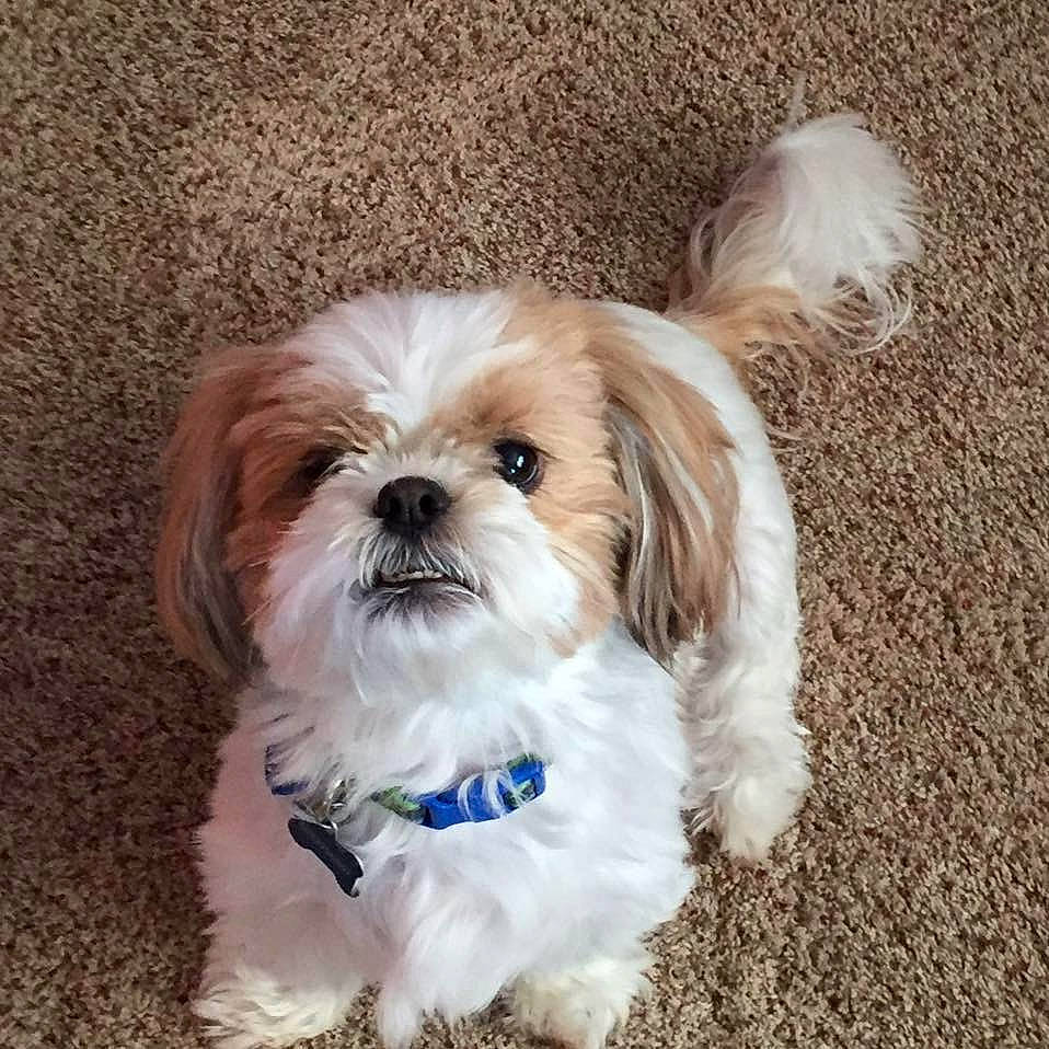Mookie joined the competition — help win amazing prizes! canidae, carnivore, cavachon, cavapoo, chinese_imperial_dog, companion_dog, dog, dog_breed, kyi_leo, lhasa_apso, mal_shi, maltepoo, mammal, morkie, pekapoo, poodle_crossbreed, puppy, shih_tzu, snout, vertebrate