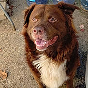 Dover is registered to the contest to win money with this photo: dog, brown_dog, smiling, outdoor, concrete, water_jugs, american_flag, fur, pet, happy, tongue, paws, grass, plants, leaves, daylight, canine, closeup, animal, sit