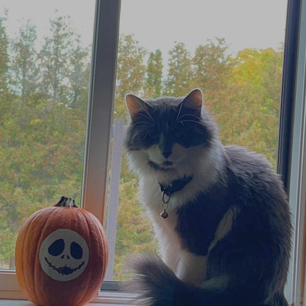 Ash is registered to the contest to win money with this photo: animal, autumn, bell, black_and_white_cat, cat, collar, cute, decor, fall, fluffy_cat, indoor, leafy, nature, orange, pet, pumpkin, quiet, tree, window, windowsill