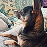 Youpi participe au concours pour gagner de l'argent avec cette photo : animal, blanket, colorful, companion, cozy, cute, dog, domestic, ears, fur, indoor, looking_away, patterned_fabric, pet, relaxing, resting, side_view, small_dog, sofa, texture