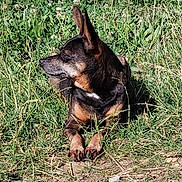 Youpi participe au concours pour gagner de l'argent avec cette photo : alert, animal, black, brown, canine, dog, ears, field, flora, grass, laying, mammal, nature, outdoor, peaceful, pet, portrait, quiet, side_view, sunlight