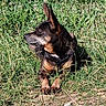 alert, animal, black, brown, canine, dog, ears, field, flora, grass, laying, mammal, nature, outdoor, peaceful, pet, portrait, quiet, side_view, sunlight