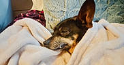 Youpi a rejoint le concours — aidez-le/la à gagner de superbes lots ! animal, blanket, canine, comfort, cozy, cute, dog, ear, fur, home, indoor, laying, nose, pet, pillow, portrait, relaxed, resting, sleepy, snug