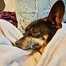 animal, blanket, canine, comfort, cozy, cute, dog, ear, fur, home, indoor, laying, nose, pet, pillow, portrait, relaxed, resting, sleepy, snug