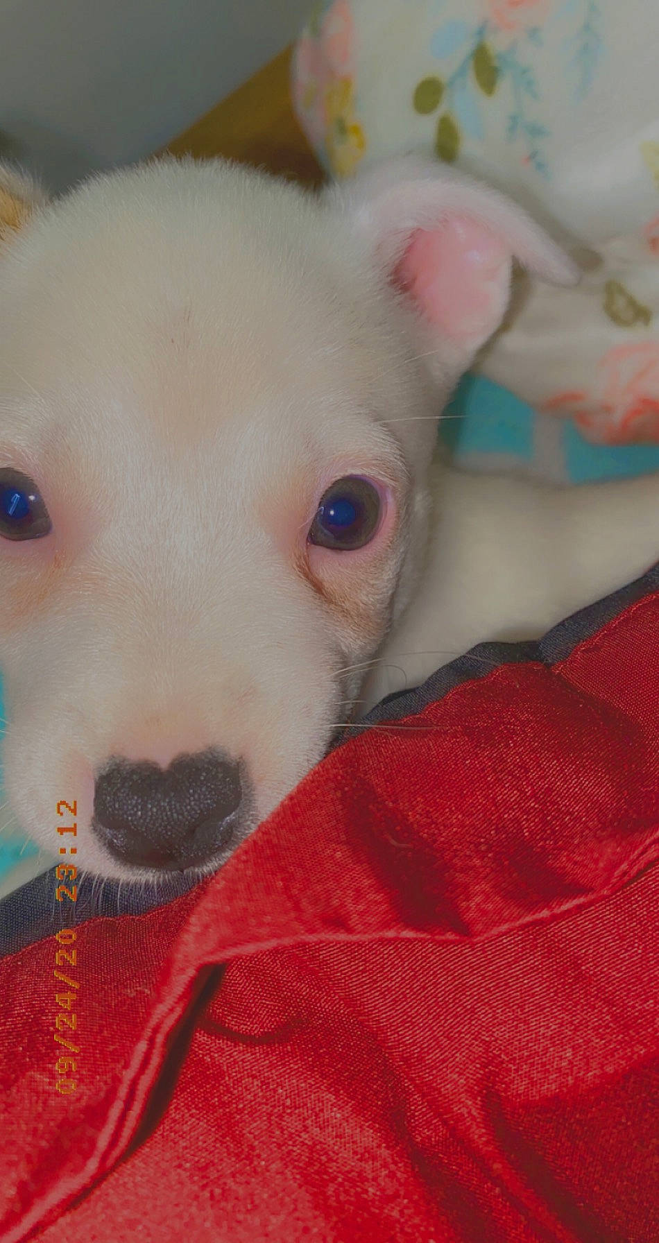 Princess is registered to the contest to win money with this photo: american_pit_bull_terrier, bull_and_terrier, bull_terrier_miniature, canidae, carnivore, dog, dog_breed, dogo_argentino, dogo_guatemalteco, english_white_terrier, eye, fawn, mammal, non_sporting_group, nose, old_english_terrier, pit_bull, puppy, snout, vertebrate