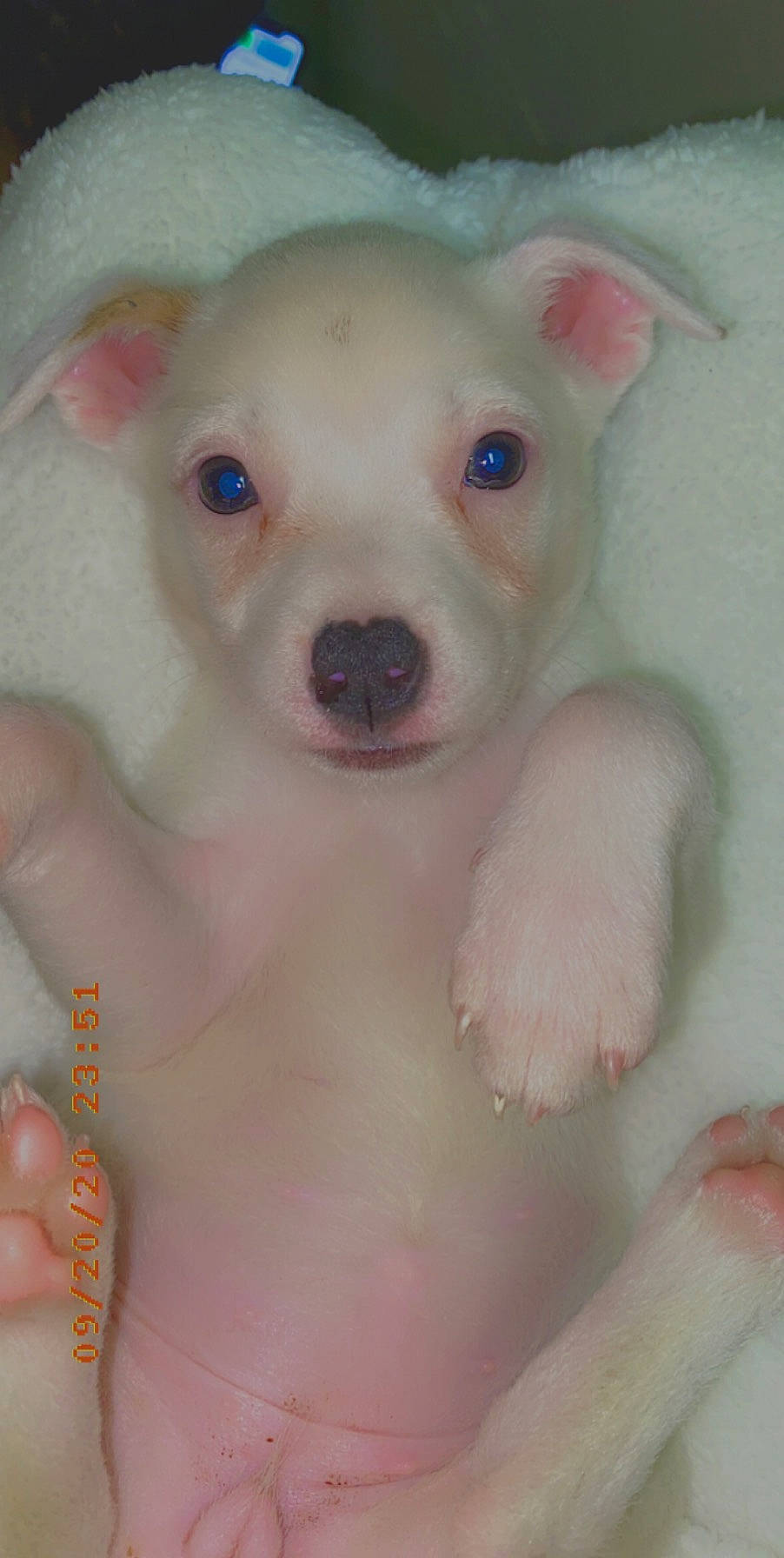 Princess is registered to the contest to win money with this photo: canidae, carnivore, chihuahua, companion_dog, dog, dog_breed, dogo_argentino, ear, eye, fawn, mammal, non_sporting_group, nose, puppy, rare_breed_dog, skin, toy_dog, vertebrate