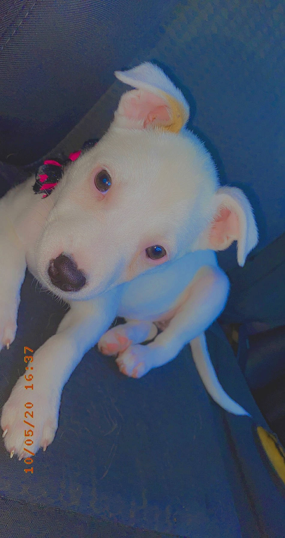 Princess joined the competition — help win amazing prizes! american_pit_bull_terrier, bull_and_terrier, bull_terrier, bull_terrier_miniature, bulldog, canidae, carnivore, dog, dog_breed, english_white_terrier, fawn, gull_terr, non_sporting_group, old_english_terrier, tail, terrier