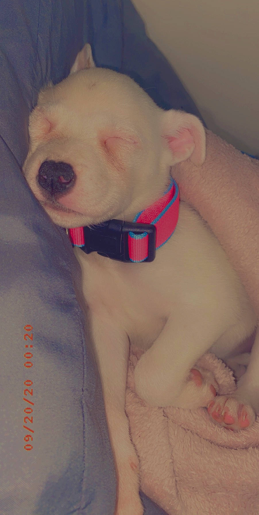 Princess is registered to the contest to win money with this photo: american_bulldog, american_pit_bull_terrier, canidae, carnivore, companion_dog, dog, dog_breed, dogo_argentino, dogo_guatemalteco, fawn, guard_dog, mammal, non_sporting_group, nose, pit_bull, rare_breed_dog, skin, snout, tail, vertebrate