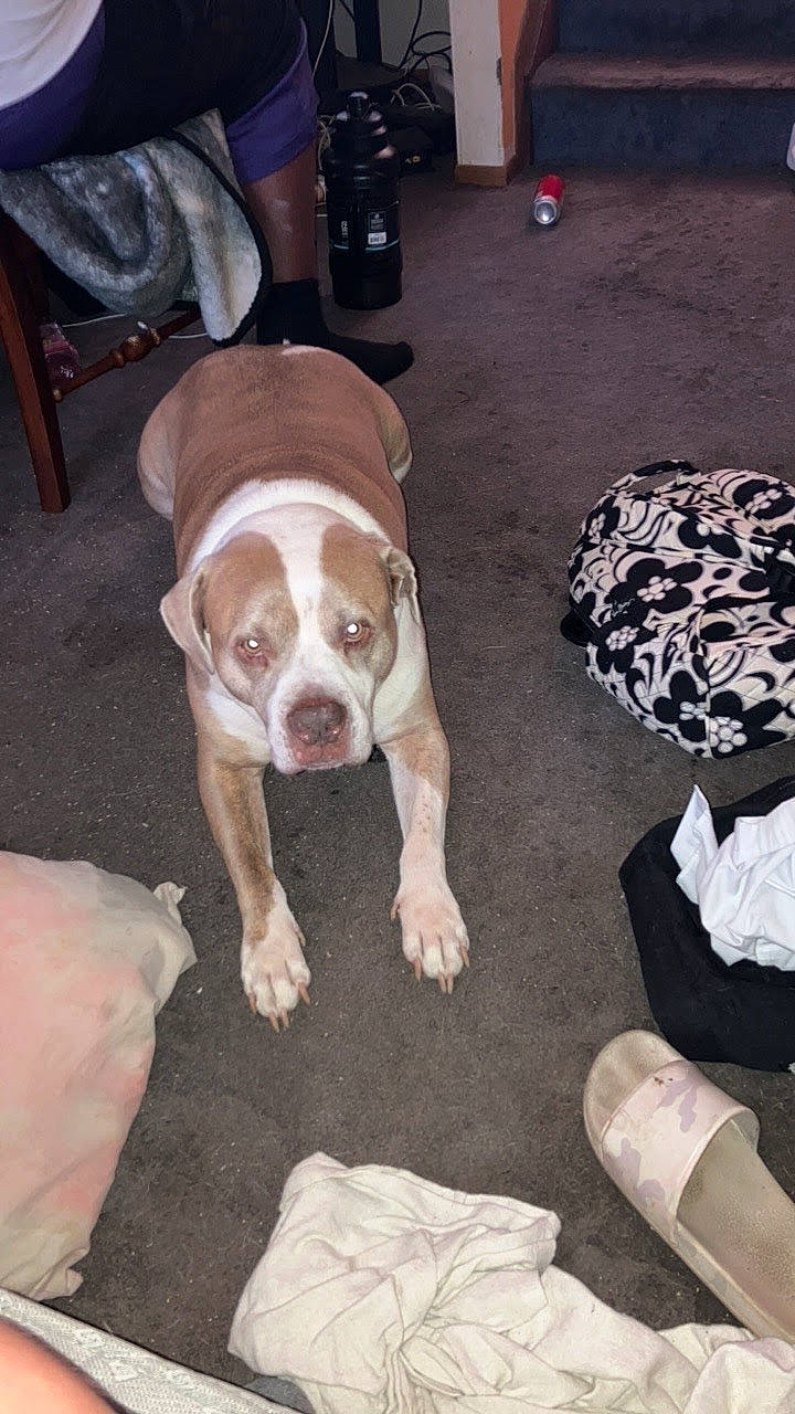 Lilman is registered to the contest to win money with this photo: carnivore, chair, comfort, companion_dog, dog, dog_breed, fawn, floor, flooring, fur, hardwood, liver, mammal, non_sporting_group, paw, snout, sporting_group, toy_dog, wood, working_animal