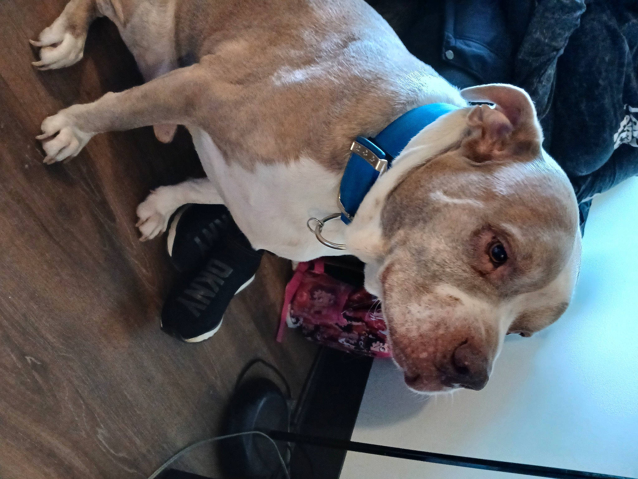 Lilman is registered to the contest to win money with this photo: canidae, carnivore, collar, companion_dog, dog, dog_breed, dog_collar, dog_supply, ear, fawn, fur, hardwood, leash, liver, pet_supply, snout, sporting_group, whiskers, working_animal, wrinkle