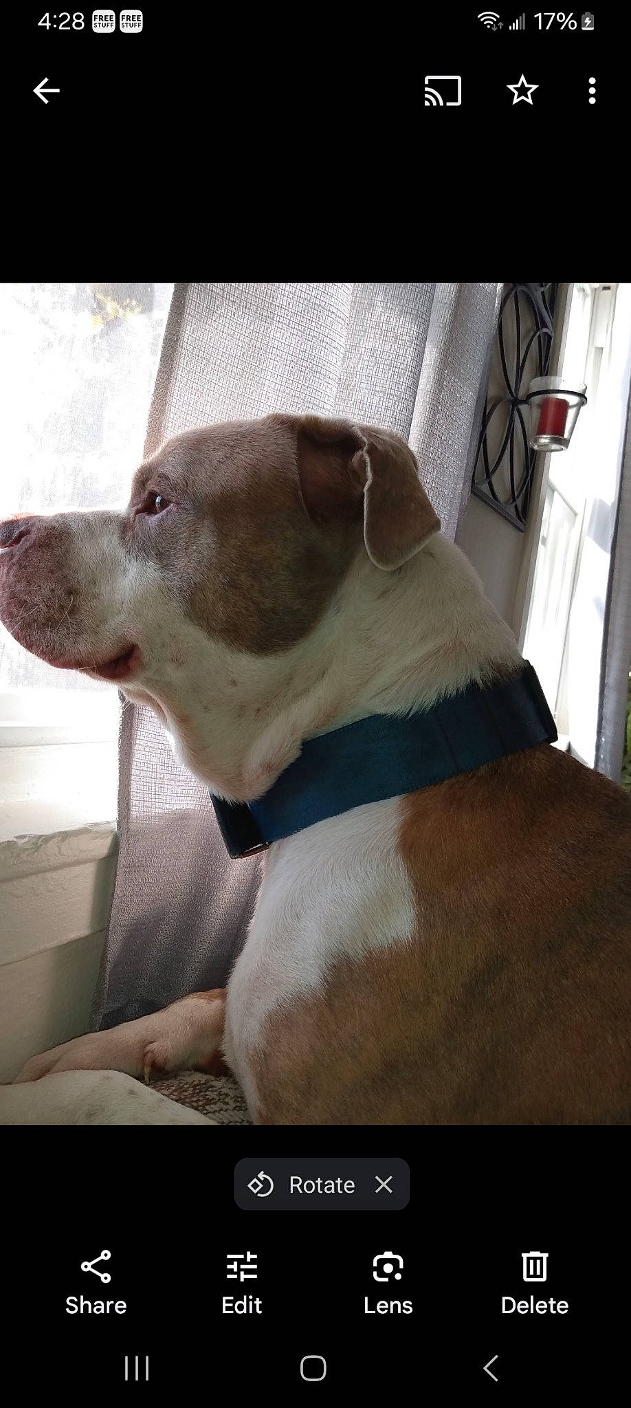 Lilman joined the competition — help win amazing prizes! canidae, carnivore, collar, comfort, companion_dog, dog, dog_breed, dog_collar, dogo_argentino, fawn, giant_dog_breed, gun_dog, metal, pet_supply, snout, sporting_group, tail, tints_and_shades, whiskers, working_animal