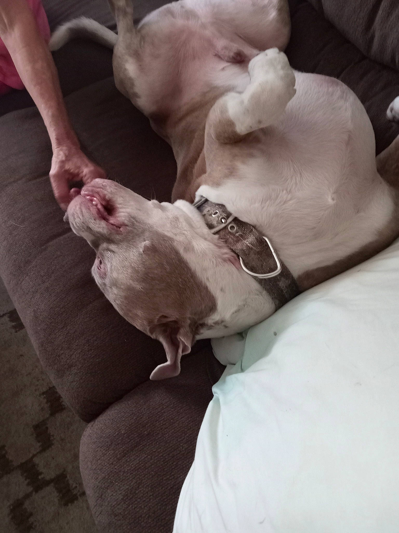 Lilman is registered to the contest to win money with this photo: abdomen, canidae, chest, comfort, companion_dog, elbow, fawn, flesh, foot, gesture, hand, human_leg, meat, nail, sunglasses, thumb, trunk, working_animal, wrinkle, wrist