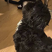 Tweety a rejoint le concours — aidez-le/la à gagner de superbes lots ! dog, black_dog, curly_fur, indoor, wooden_floor, pet, animal, sitting, furniture, chair, bag, home, floor, domestic_animal, fur, canine, looking_away, cozy, background, household