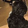 dog, black_dog, curly_fur, indoor, wooden_floor, pet, animal, sitting, furniture, chair, bag, home, floor, domestic_animal, fur, canine, looking_away, cozy, background, household
