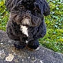 dog, black_dog, fluffy, pet, outdoor, grass, stone, white_patch, cute, animal, small_dog, fur, nature, looking_up, companion, mammal, adorable, curious, portrait, daylight