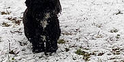 Tweety participe au concours pour gagner de l'argent avec cette photo : dog, black_dog, snow, grass, outdoor, winter, pet, animal, fur, white_patch, nature, cold, standing, curious, snowy_ground, winter_day, canine, fluffy, ground, daylight