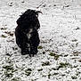 dog, black_dog, snow, grass, outdoor, winter, pet, animal, fur, white_patch, nature, cold, standing, curious, snowy_ground, winter_day, canine, fluffy, ground, daylight