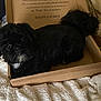 dog, box, black_dog, pet, animal, blanket, cozy, indoor, cute, fur, resting, lying_down, curious, small_dog, bedroom, soft_texture, companion, domestic_animal, relaxing, cardboard_box