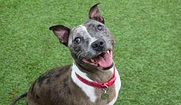 Abbie is registered to the contest to win money with this photo: