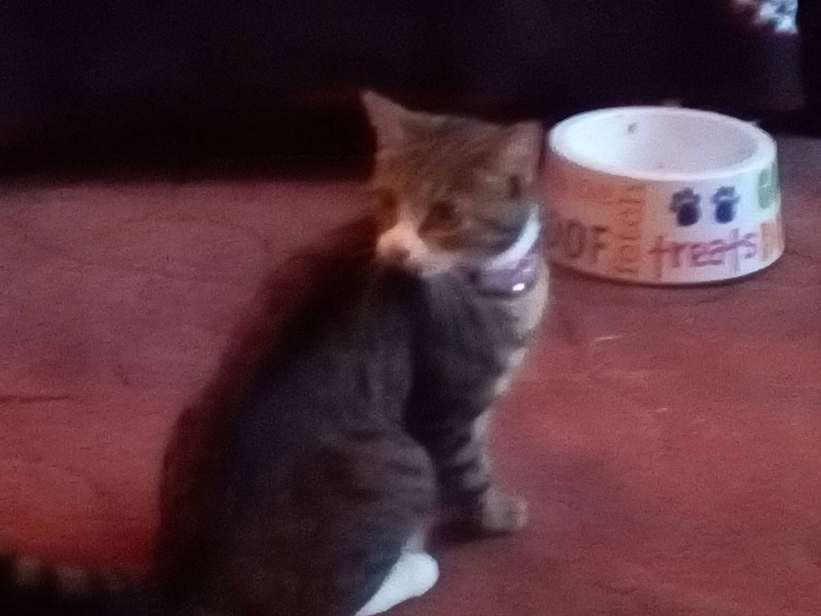 Kiki joined the competition — help win amazing prizes!