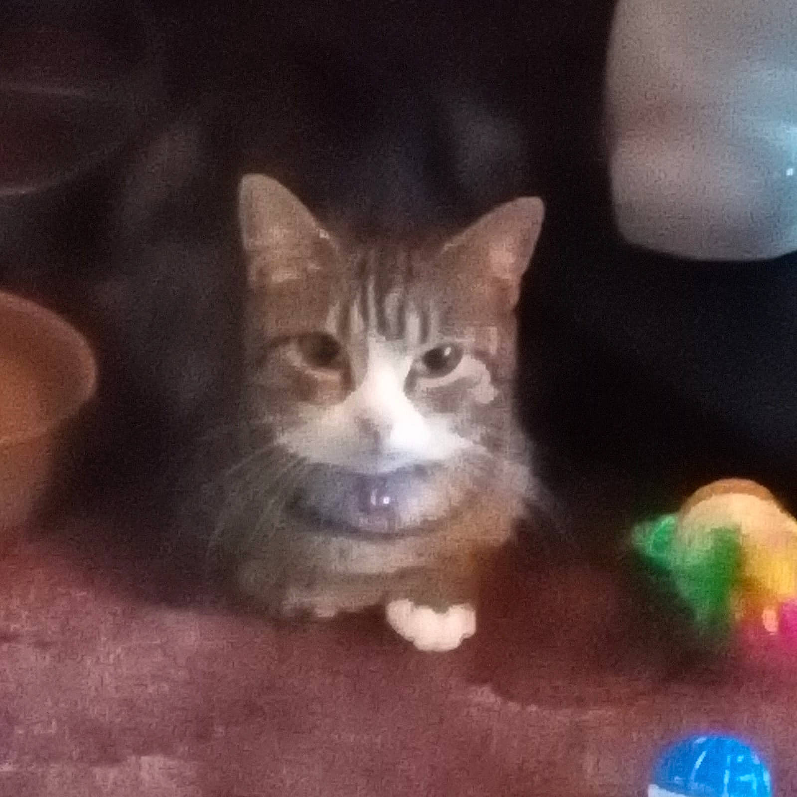 Kiki joined the competition — help win amazing prizes!