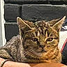 animal, brick_wall, cat, close_up, cute, domestic_cat, ears, face, feline, fur, mammal, outdoor, pet, portrait, relaxed, resting, sitting, sunlight, tabby_cat, whiskers