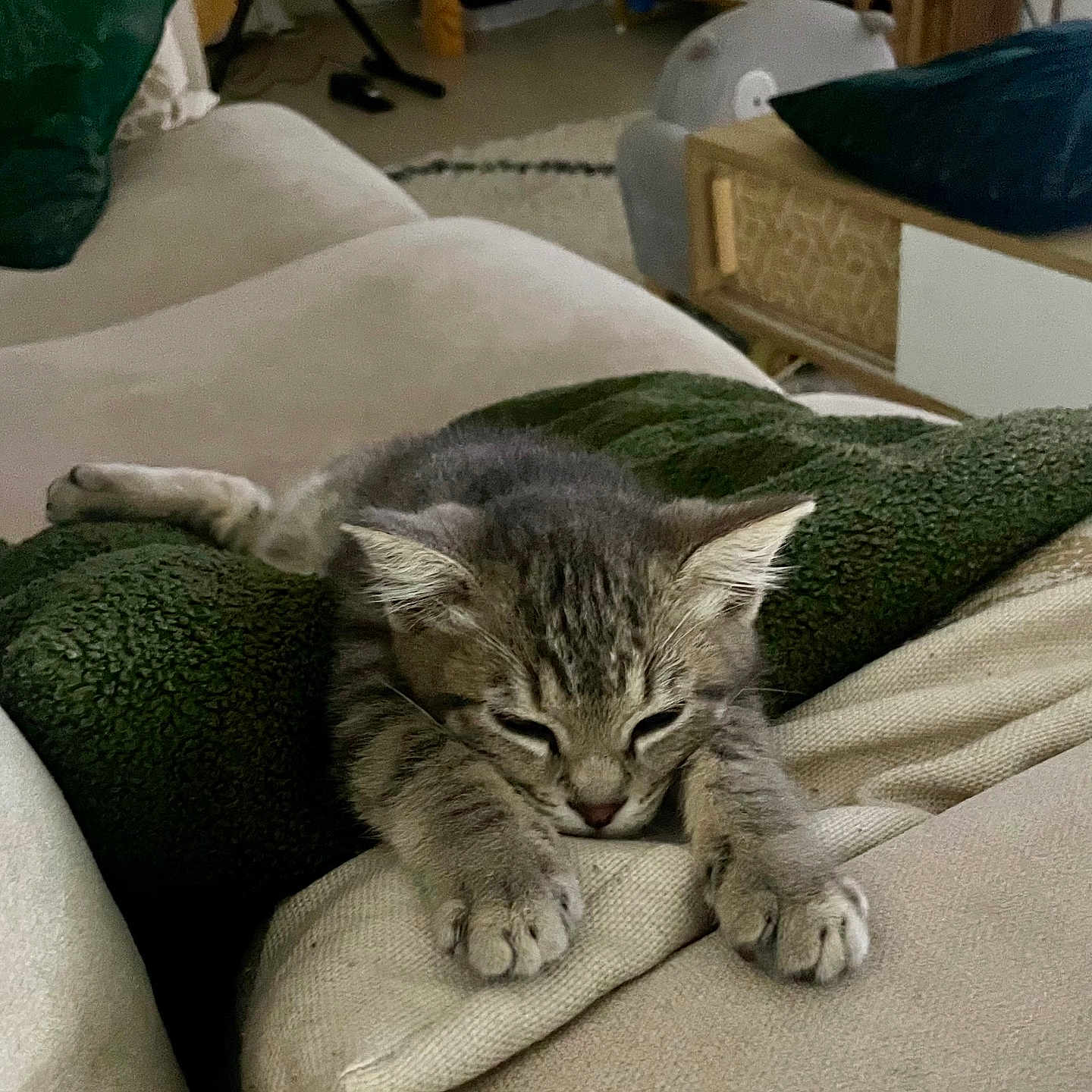 Moon participe au concours pour gagner de l'argent avec cette photo : abyssinian, animal, blanket, cat, couch, cushion, egyptiancat, furniture, homedecor, indoors, kitten, manx, person, pet, quilt, sleeping
