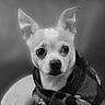animal, black_and_white, blanket, companion, cozy, cute, cute_pet, dog, domestic_animal, ears, fur, indoor, looking, pet, portrait, sitting, small_dog, snug, wide_eyes, wrapped