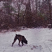 Lola is registered to the contest to win money with this photo: dog, brindle, snow, winter, forest, trees, outdoor, animal, canine, nature, snowfall, path, bare_trees, cold, walking, wildlife, seasonal, landscape, pet, quiet