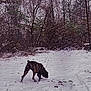 dog, brindle, snow, winter, forest, trees, outdoor, animal, canine, nature, snowfall, path, bare_trees, cold, walking, wildlife, seasonal, landscape, pet, quiet