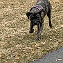 dog, brindle_coat, collar, grass, pavement, outdoor, walking, canine, animal, pet, nature, brown, black, leaf, fall, curious, sidewalk, daylight, mammal, ground