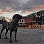 dog, brindle, canine, standing, road, outdoor, sky, cloudy_sky, dusk, building, fence, trees, leafless_trees, animal, pet, nature, twilight, quiet, watchful, majestic