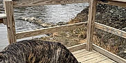 Lola is registered to the contest to win money with this photo: dog, brindle, wooden_deck, waterfall, lake, rocks, trees, outdoor, nature, water, fence, canine, animal, sniffing, cloudy_sky, landscape, wood, platform, curious, daytime
