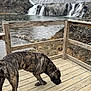 dog, brindle, wooden_deck, waterfall, lake, rocks, trees, outdoor, nature, water, fence, canine, animal, sniffing, cloudy_sky, landscape, wood, platform, curious, daytime