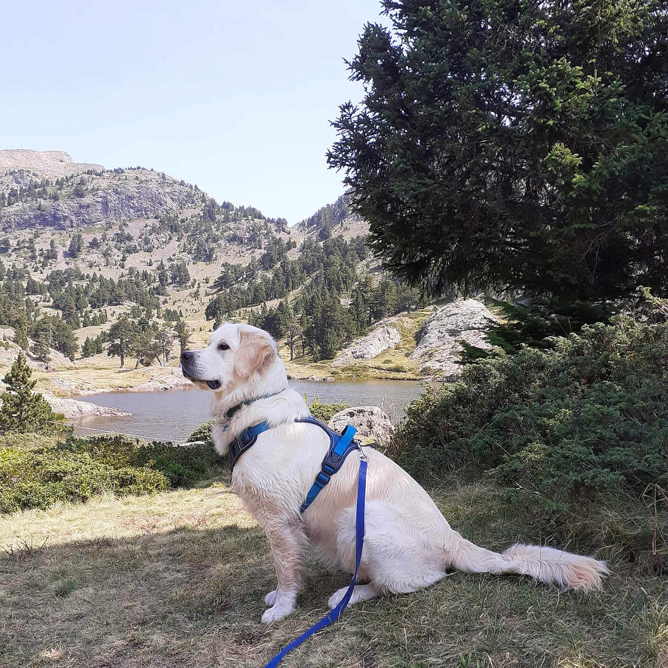 Velma a rejoint le concours — aidez-le/la à gagner de superbes lots ! dog, golden_retriever, leash, harness, grass, lake, mountains, rocks, pine_trees, nature, outdoor, pet, canine, scenery, sky, forest, sitting, animal, daytime, landscape